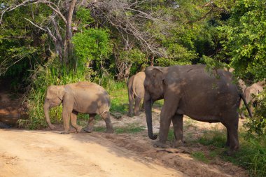 Çim, Hurulu Eko Park, yeme fil Sri Lanka.Hurulu Eko Park Orman, otlak ve lagün büyük bir alandır. Kendi evinde leoparlar, filler ve timsahlar gibi yaban hayatı.