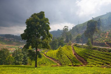 Nuwara Eliya 'nın Sri Lanka' daki çay çiftliği. Nuwara Eliya, Sri Lanka 'da çay ekimi ve üretimi için en önemli yerdir..