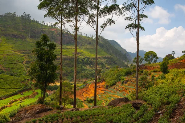 Nuwara Eliya Teaültetvény Srí Lankán Nuwara Eliya Legfontosabb Hely Teaültetvények — Stock Fotó