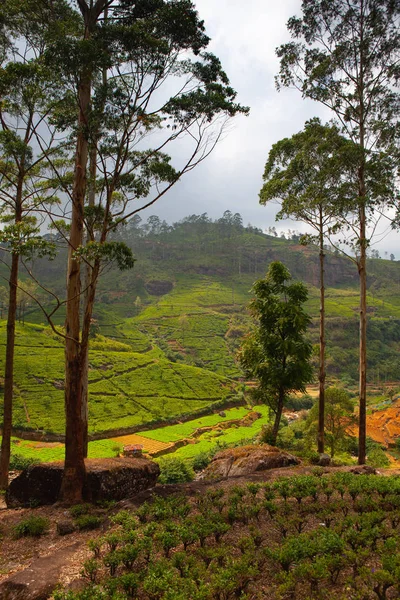 Nuwara Eliya Teaültetvény Srí Lankán Nuwara Eliya Legfontosabb Hely Teaültetvények — Stock Fotó