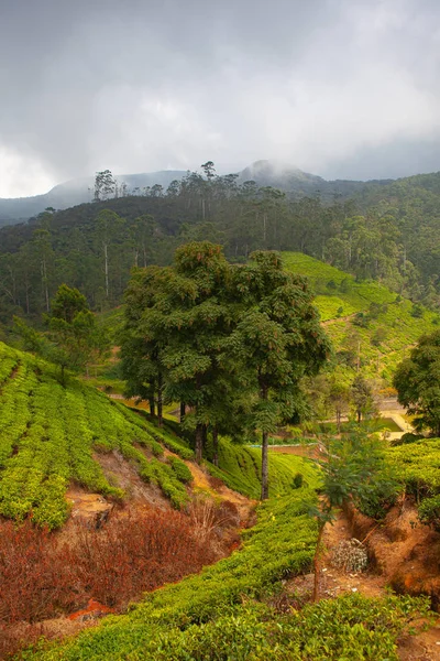 Nuwara Eliya Teaültetvény Srí Lankán Nuwara Eliya Legfontosabb Hely Teaültetvények — Stock Fotó
