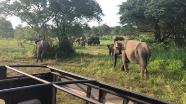 Çim, Hurulu Eko Park, yeme fil Sri Lanka.Hurulu Eko Park Orman, otlak ve lagün büyük bir alandır. Kendi evinde leoparlar, filler ve timsahlar gibi yaban hayatı.
