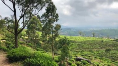 Nuwara Eliya 'nın Sri Lanka' daki çay çiftliği. Nuwara Eliya, Sri Lanka 'da çay ekimi ve üretimi için en önemli yerdir..