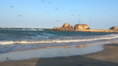 Küçük liman Yala Milli Parkı, Sri Lanka martılar balık sürüsü