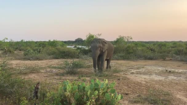 Elefante Salvaje Comiendo Hierba Parque Nacional Yala Sri Lanka Parque — Vídeo de stock