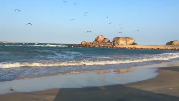 Flocken Måsar Fisk Liten Hamn Yala Nationalpark Sri Lanka — Stockvideo