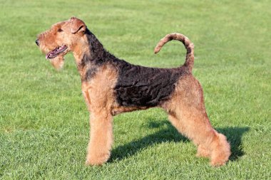 Airedale Terrier bahar bahçe içinde tipik portresi