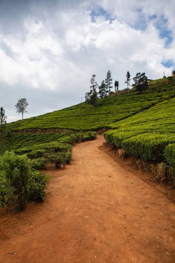 Nuwara Eliya 'nın Sri Lanka' daki çay çiftliği. Nuwara Eliya, Sri Lanka 'da çay ekimi ve üretimi için en önemli yerdir..