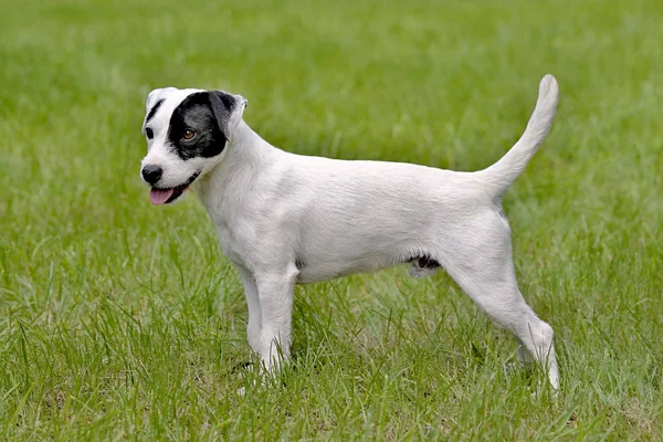 Tipico Ritratto Parson Russell Terrier Nel Giardino Primaverile — Foto Stock