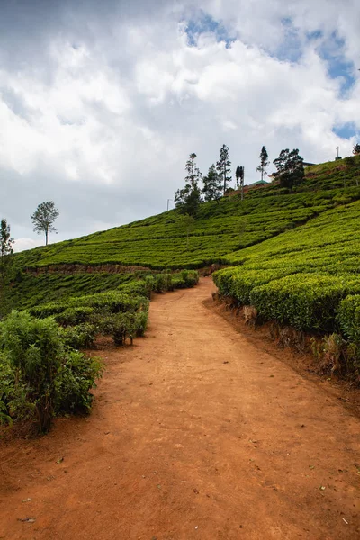 Nuwara Eliya Teaültetvény Srí Lankán Nuwara Eliya Legfontosabb Hely Teaültetvények — Stock Fotó