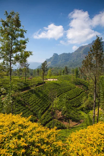 Glenloch Tea Ültetvény Nuwara Eliya Sri Lanka Nuwara Eliya Legfontosabb — Stock Fotó