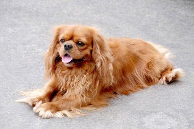 Tipik düşüncesiz kral şarlatan İspanyol yerde