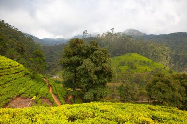 Nuwara Eliya 'nın Sri Lanka' daki çay çiftliği. Nuwara Eliya, Sri Lanka 'da çay ekimi ve üretimi için en önemli yerdir..