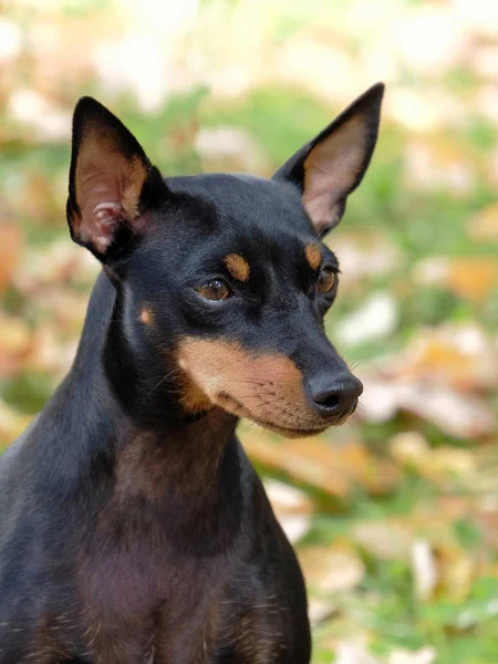 Typowy Portret Angielski Toy Terrier Jesienny Ogród — Zdjęcie stockowe