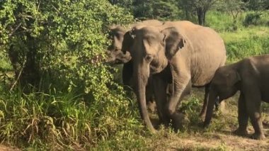 Çim, Hurulu Eko Park, yeme fil Sri Lanka.Hurulu Eko Park Orman, otlak ve lagün büyük bir alandır. Kendi evinde leoparlar, filler ve timsahlar gibi yaban hayatı.