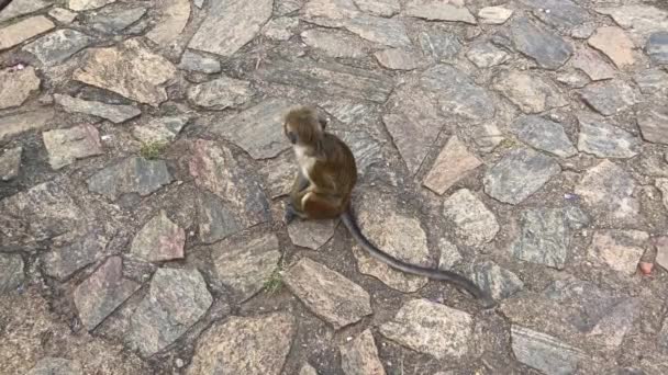 丹布拉洞穴寺里的猴子也被称为丹布拉金庙 丹布拉是斯里兰卡最大保存最完好的洞穴寺庙综合体 — 图库视频影像