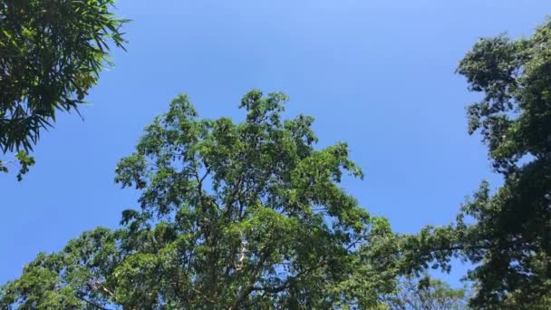 Oude Wereld Fruit Vleermuizen Royal Botanic Koning Gardens Peradeniya Kandy — Stockvideo