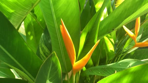 Strelitzia Reginae Ave Del Paraíso Una Especie Planta Con Flores — Vídeos de Stock