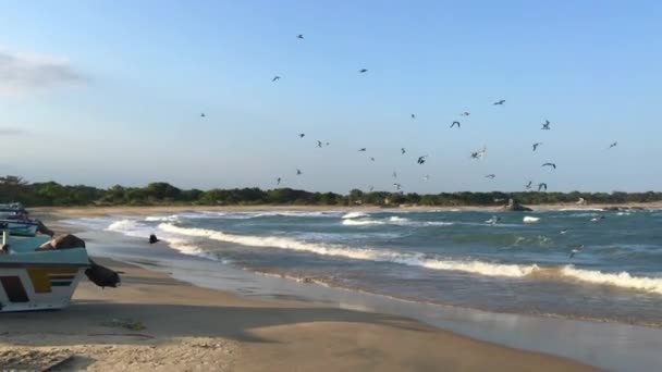 Flock Gulls Fish Small Harbor Yala National Park Sri Lanka — Stock Video