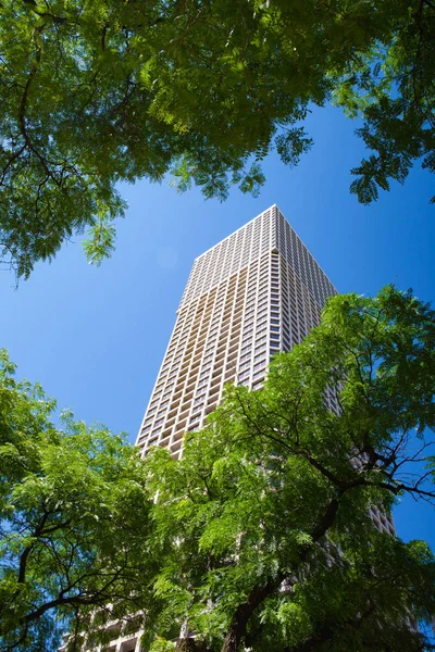 Pohled na stromy na mrakodrapu v Chicagu, Illinois, USA. — Stock fotografie
