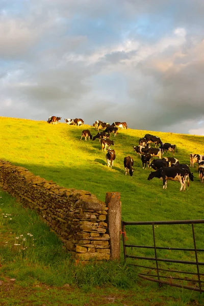 Typowy krajobraz w parku narodowym Yorkshire Dales, Great br — Zdjęcie stockowe