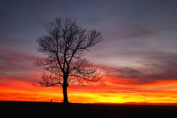 Árbol solitario en el atardecer dramático, Central Bohemian Upland, República Checa — Foto de Stock