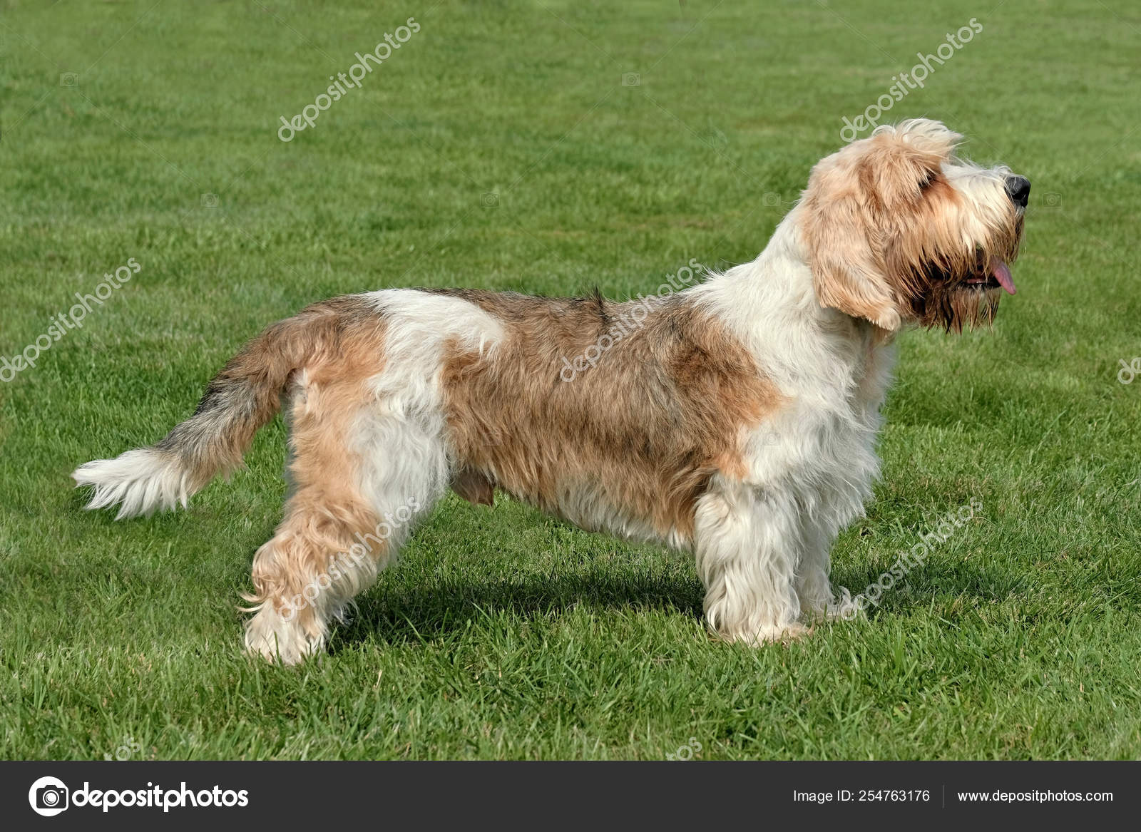 Petit Vendeen Basset Griffon Petit Basset Griffon On The Green
