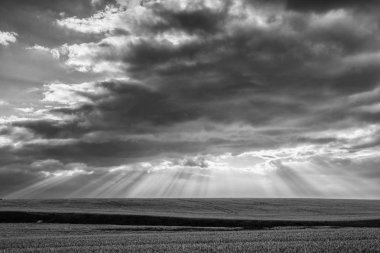 Buğday tarlası ile sabah peyzaj 