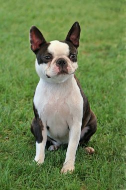 Boston korkunç genel parkta portresi.