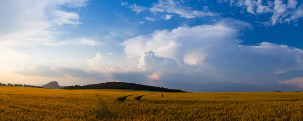 Літній пейзаж з пшеничним полем і штормовими хмарами — стокове фото
