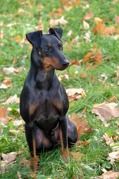 Manchester Terrier nel giardino autunnale — Foto Stock