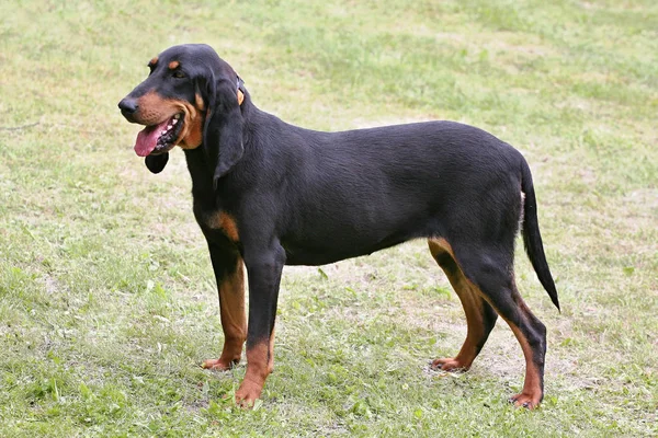 Porträt des Schweizerhundes im öffentlichen Park. — Stockfoto