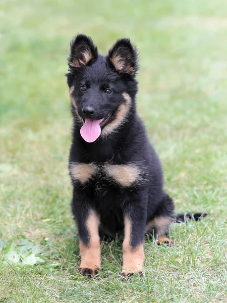 Portrait of  Bohemian Shepherd in the public park. — Stock Photo, Image