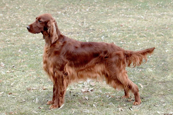 Portrait of  Irish Red Setter  in the public park. — Stock Photo, Image