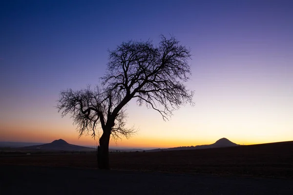 Árbol solitario en las tierras altas de Bohemia Central, República Checa . —  Fotos de Stock