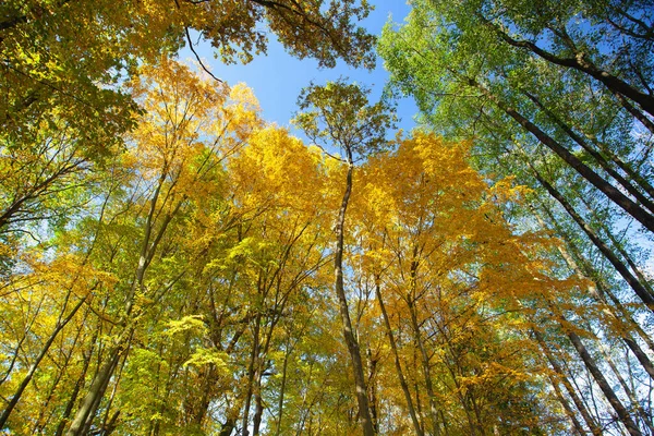 Nebeský výhled přes stromy lesa na podzim. — Stock fotografie