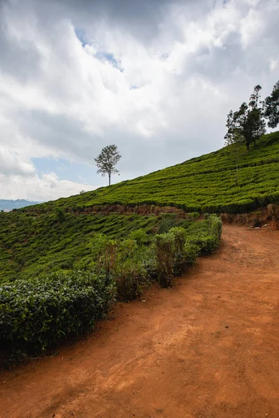Nuwara Eliya tea Plantation Srí Lanka. — Stock Fotó