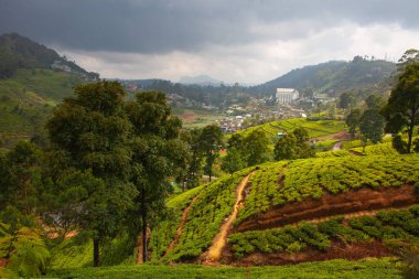 Sri Lanka'da Nuwara Eliya çay plantasyonu. 