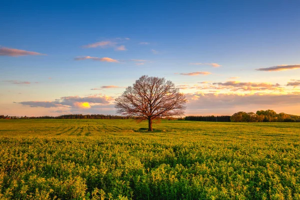 Memorable árbol solitario al atardecer, República Checa —  Fotos de Stock