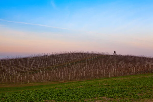 Apple Orchard Rows in spring. — Stock Photo, Image