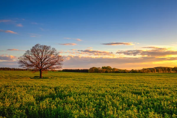 Památný osamělý strom při západu slunce, Česká republika — Stock fotografie
