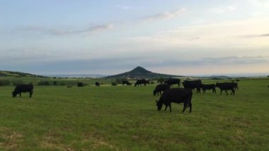 Çek Cumhuriyeti 'nin Merkez Bohem Dağları' ndaki çayırlarda. Central Bohemian Uplands, Bohemya 'nın kuzeyinde yer alan bir dağ silsilesidir. Menzil yaklaşık 80 km uzunluğunda.