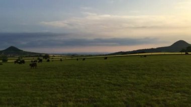 Çek Cumhuriyeti 'nin Merkez Bohem Dağları' ndaki çayırlarda. Central Bohemian Uplands, Bohemya 'nın kuzeyinde yer alan bir dağ silsilesidir. Menzil yaklaşık 80 km uzunluğunda.