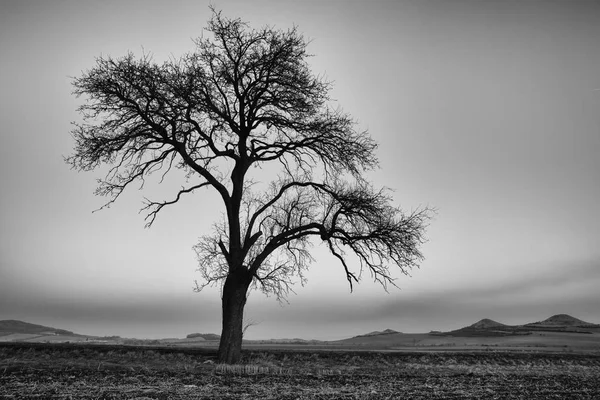 Árvore solitária em Central Bohemian Uplands, República Checa . — Fotografia de Stock