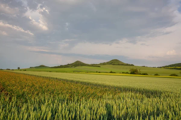 Field of garlic  in Central Bohemian Highlands, Czech Republic. — Stock Photo, Image