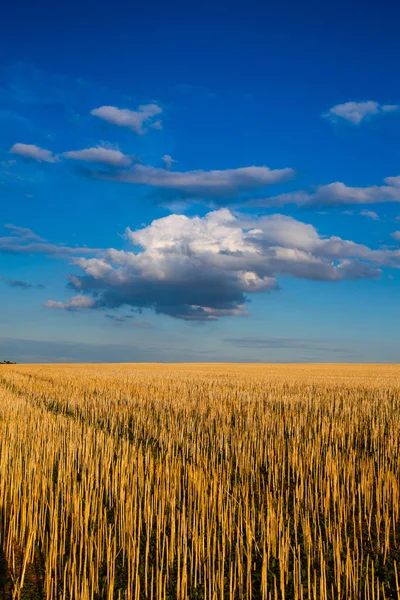 Het veld na het oogsten in de zonnige dag. — Stockfoto