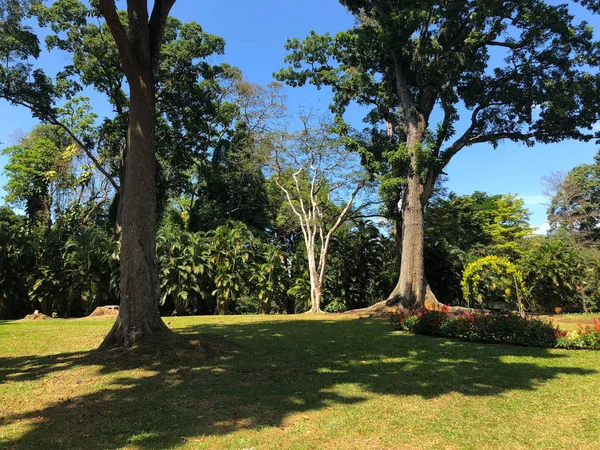 Árvores muito antigas em Royal Botanic King Gardens, Kandy, Sri Lanka . — Fotografia de Stock