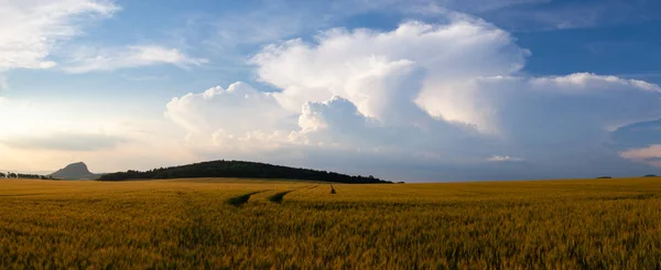 Sommerlandskap med hveteåker og stormskyer – stockfoto