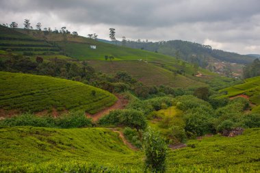 Sri Lanka'da Marboc çay tarlaları. 