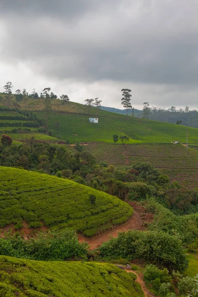 Marboc tea ültetvények Srí Lanka. — Stock Fotó
